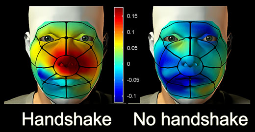 מיפוי נגיעות של הפנים באמצעות יד ימין. הסבירות שאנשים יגעו באיזור האף הייתה גבוהה ביותר (באדום ובצהוב) לאחר לחיצת היד (משמאל)